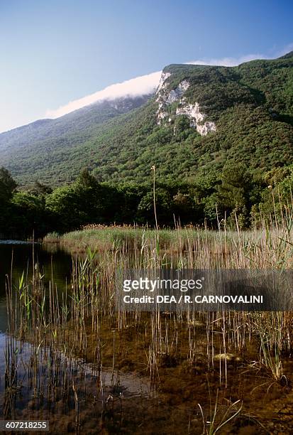 Reeds along the shores of Profondo di Portonovo lake, Mount Conero natural park, Marche, Italy.