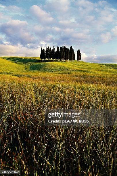 The cypresses of San Quirico d'Orcia, Val d'Orcia , Tuscany, Italy.