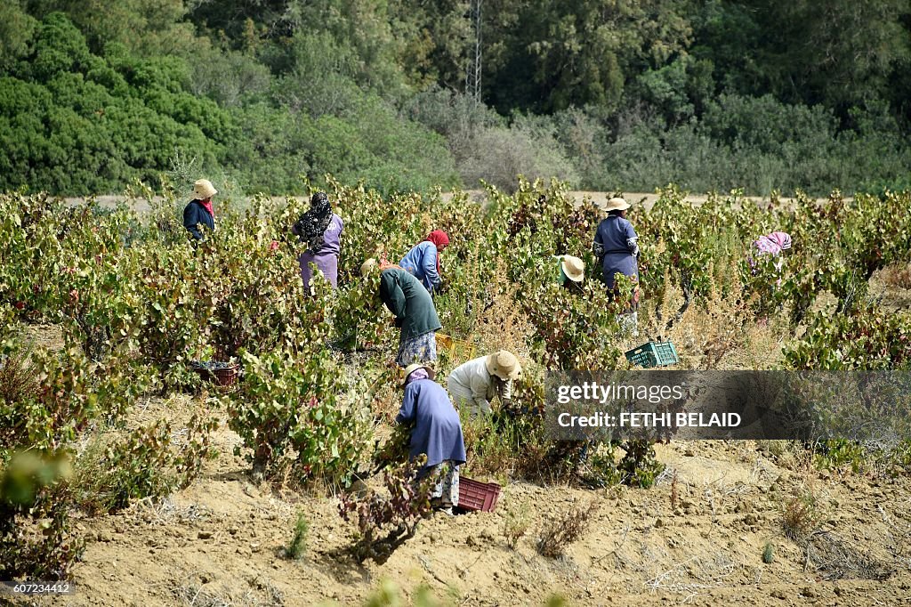 TUNISIA-WOMEN-AGRICULTURE-WINE