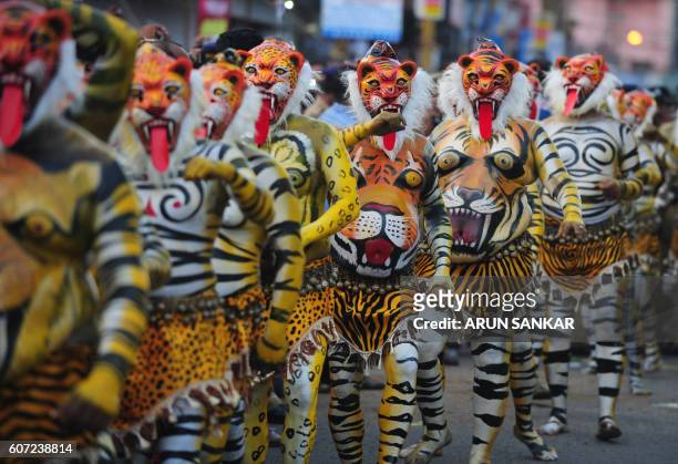 Indian performers painted as tigers take part in the 'Pulikali', or Tiger Dance, in Thrissur on September 17, 2016. The folk-art event is held every...