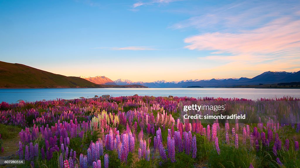 Lupins Lake Tekapo