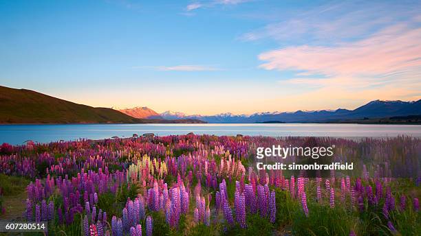 lupins del lago tekapo - beauty in nature foto e immagini stock