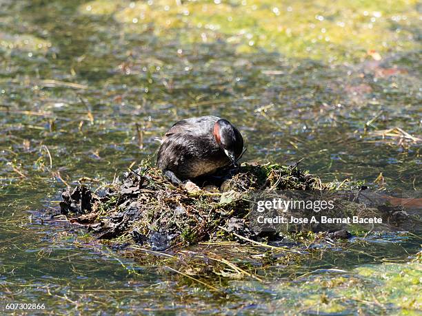 little grebe (tachybaptus ruficollis), preparing a nest with eggs,  pyrenees, france. - bird's nest fern stock pictures, royalty-free photos & images