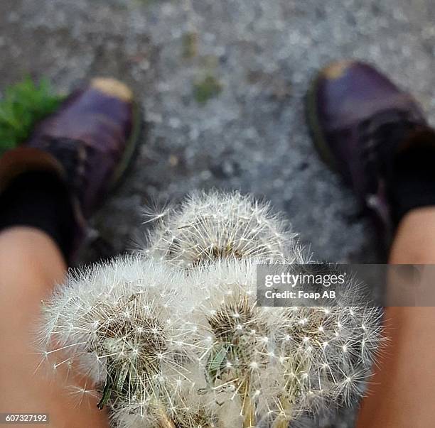 close-up of feet with dandelion flowers - oshawa stock-fotos und bilder