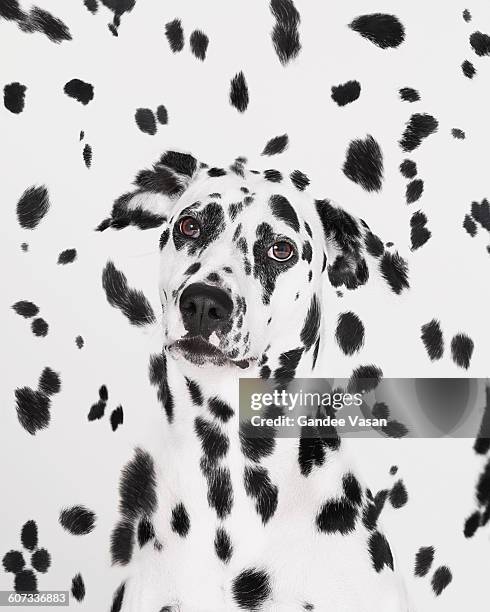 face in the pattern - dalmatian bildbanksfoton och bilder