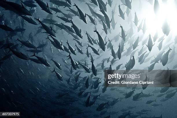 tuna school - large group of animals stock pictures, royalty-free photos & images