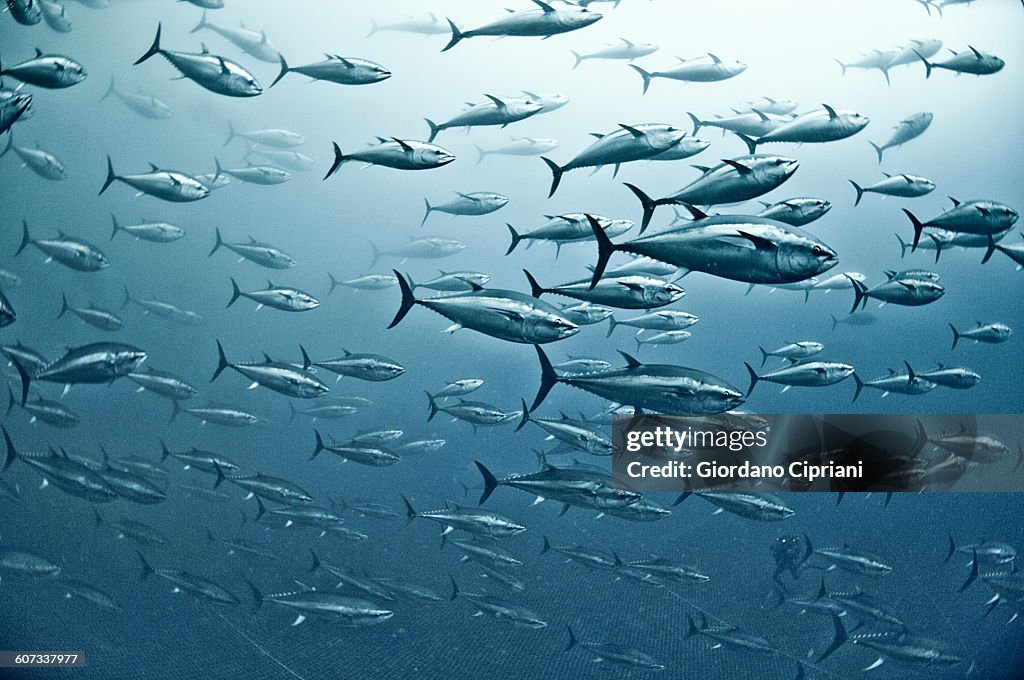 Tuna School