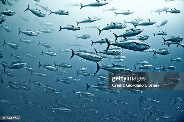 tuna school - banco de peces fotografías e imágenes de stock