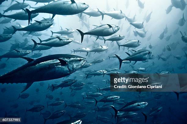 tuna school - zeedieren stockfoto's en -beelden