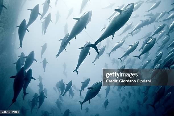 tuna school - tuna stock pictures, royalty-free photos & images