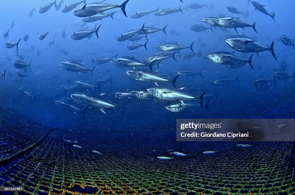 Tuna School