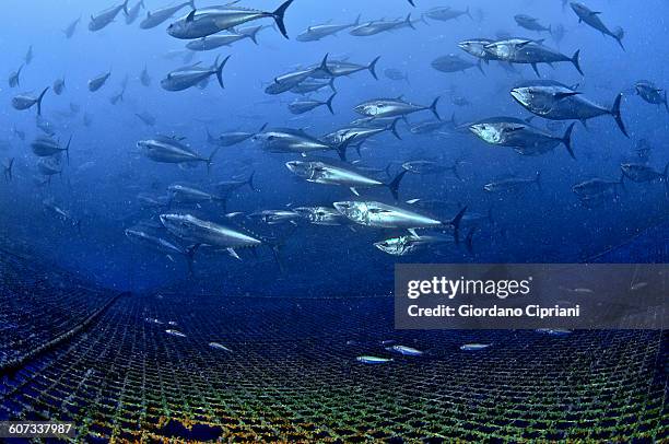 tuna school - commercial fishing net fotografías e imágenes de stock