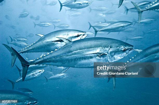 tuna school - yellowfin tuna stock pictures, royalty-free photos & images