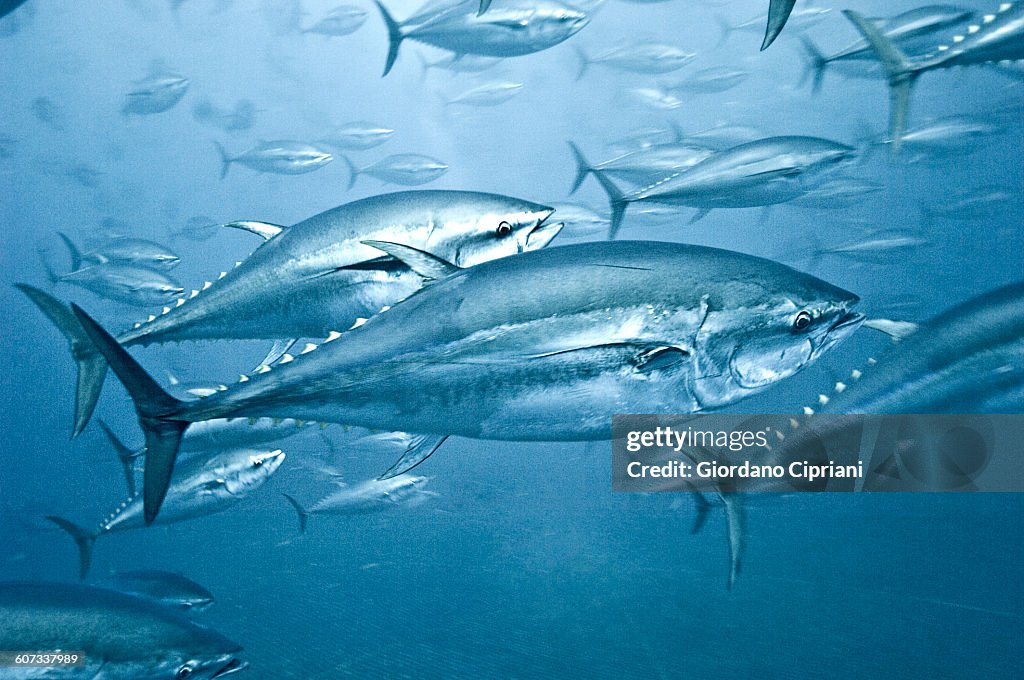 Tuna School