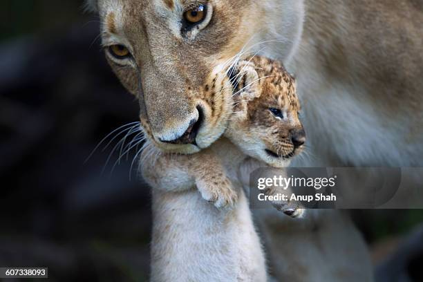 lioness picking up a cub in her mouth - masai mara national reserve stock pictures, royalty-free photos & images