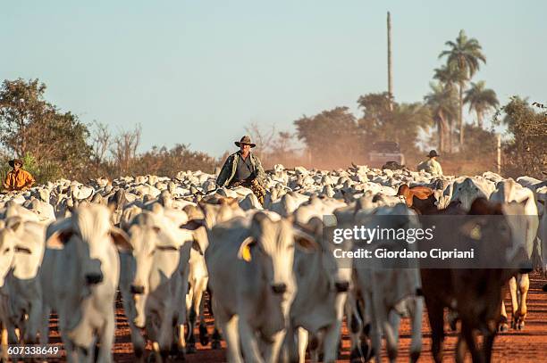 cowboy herding cattle in matto grosso, brazil - large group of animals stock-fotos und bilder