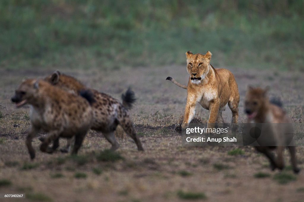 Spotted hyenas in confrontation with a lioness