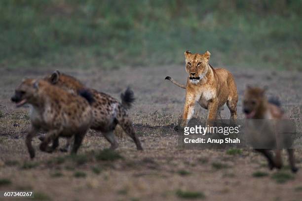 spotted hyenas in confrontation with a lioness - hyena 個照片及圖片檔