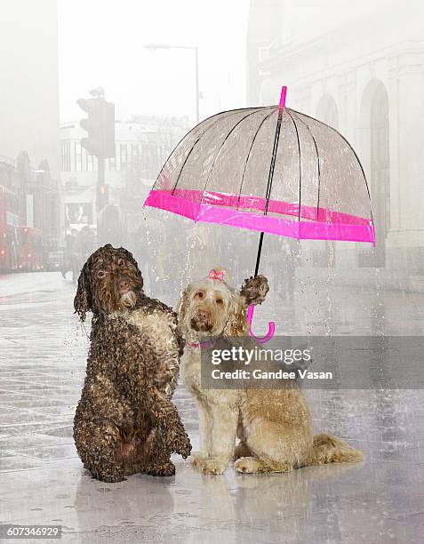 711 Animal Rain Shelter Photos and Premium High Res Pictures - Getty Images 711 Animal Rain Shelter Photos and Premium High Res Pictures - Getty Images