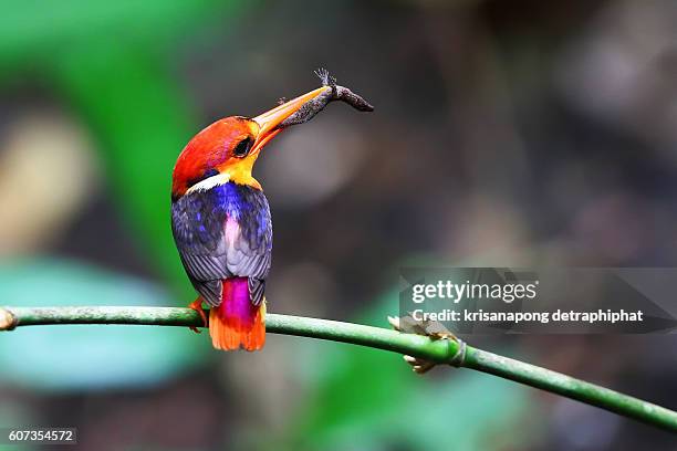 black-banded kingfisher - endangered species bird stock pictures, royalty-free photos & images