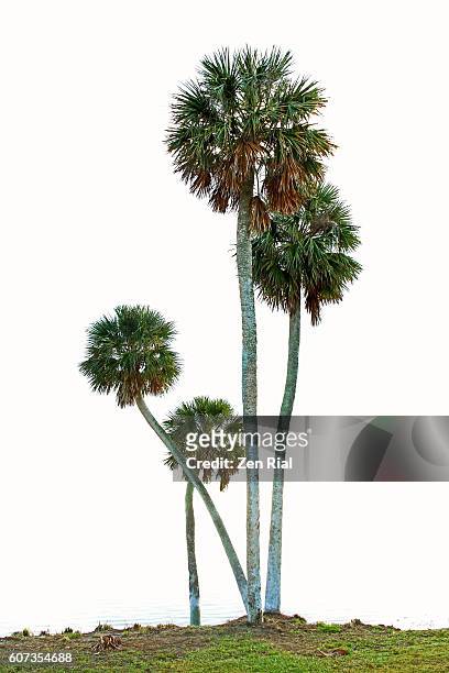 sabal palmetto or sabal palm or cabbage palm trees of different heights against white background - palmetto fl stock pictures, royalty-free photos & images