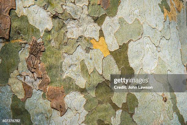 plane tree trunk - 木肌 ストックフォトと画像