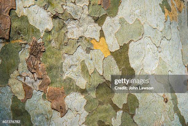 plane tree trunk - camo background stock pictures, royalty-free photos & images