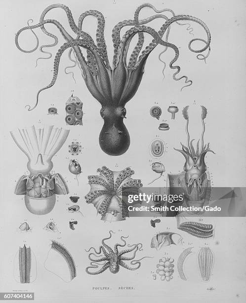 Illustration of an octopus and several Cephalopods, 1818. From the New York Public Library. .