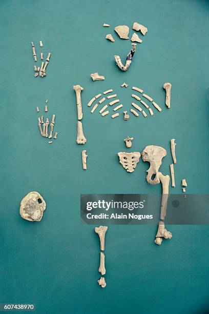Lucy Is The Name Given To The Australopithecus Afarensis Fossil Found lucy-is-the-name-given-to-the-australopithecus-afarensis-fossil-found