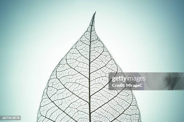 leaf skeleton on green tone background - fragile symbol stock pictures, royalty-free photos & images