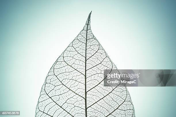 leaf skeleton on green tone background - nervura de folha imagens e fotografias de stock