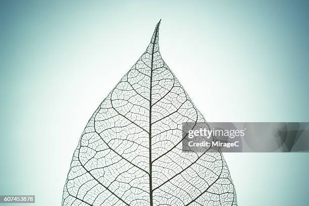 leaf skeleton on green tone background - leaf vein 個照片及圖片檔