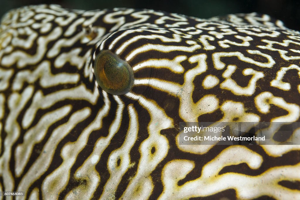 Pufferfish Eye Detail, Indonesia