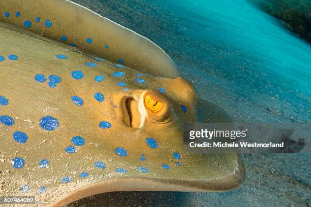 bluespotted stingray, red sea, egypt - taeniura lymma stock pictures, royalty-free photos & images