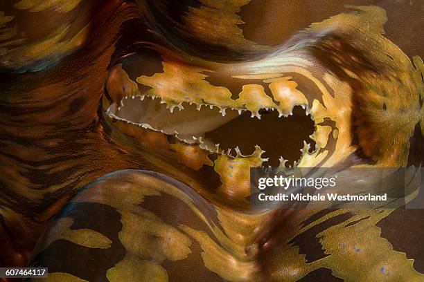 clam detail, indonesia - giant clam stock pictures, royalty-free photos & images