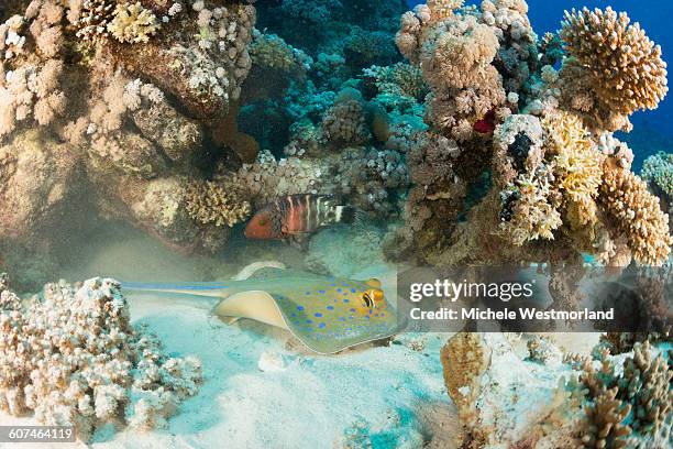 Stringre Fish Spotted Stingray Photos and Premium High Res Pictures - Getty Images
