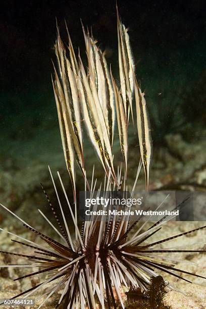 252 Razor Fish Stock Photos, High-Res Pictures, and Images - Getty Images
