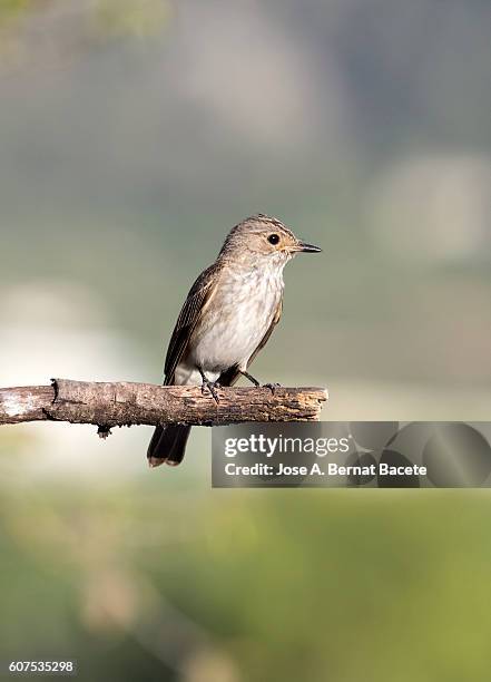 spotted flycatcher (muscicapa striata), pair on branch . spain - portrait lachen stock pictures, royalty-free photos & images