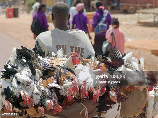 africa, burkina faso, view of chicken seller riding bicycle (year 2007) - schwarz ethnischer begriff stock-fotos und bilder