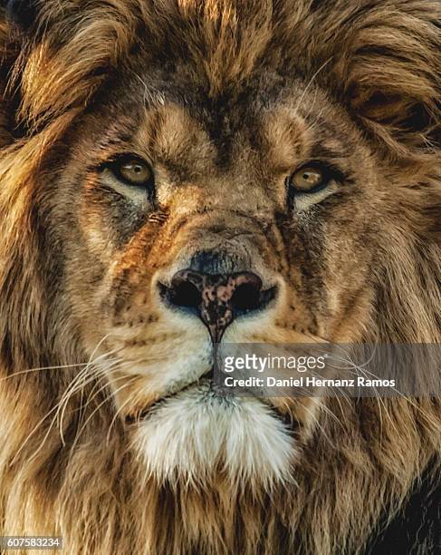 close up of a barbary lion portrait looking at camera. - lion head stock pictures, royalty-free photos & images