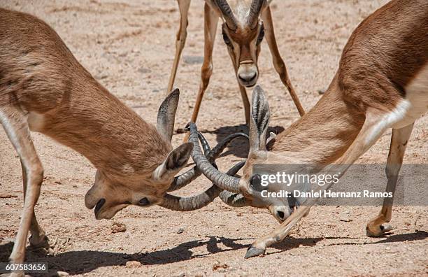 three gazelle fighting close up. - gazelle eye close up stock pictures, royalty-free photos & images
