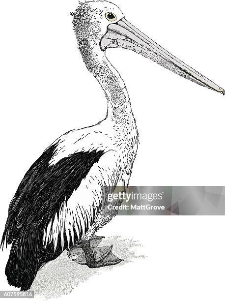 pelican  - pelikan stock-grafiken, -clipart, -cartoons und -symbole