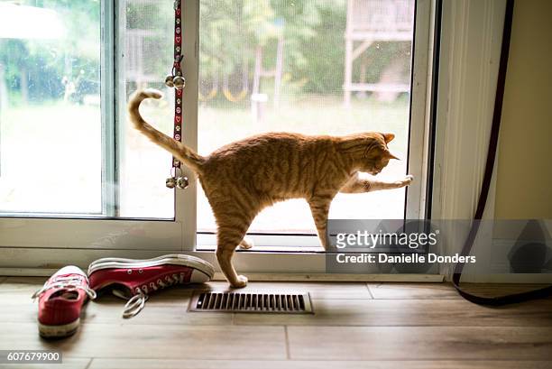 striped tabby cat tries to open patio door to go outside - cat window stock pictures, royalty-free photos & images