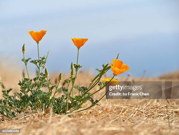 colorful california poppy flowers in a dry landscape - redwood city stockfoto's en -beelden