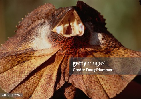 Frilled Lizard High-Res Stock Photo Getty Images
