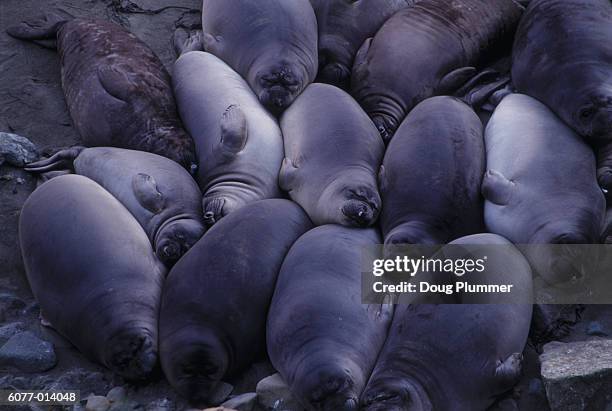elephant seals - sleeping elephant stock pictures, royalty-free photos & images