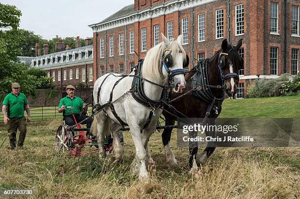 Shire horses Heath and Tom pull an antique horse drawn mower driven by Tom Nickson as they cut the meadow at Kensington Palace on September 19, 2016...