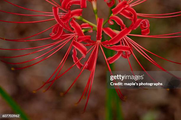 red flower.-cluster amaryllis- - hippeastrum picotee stock pictures, royalty-free photos & images
