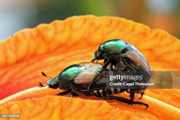 japanese beetles (popillia japonica) matting - japanese beetles stock pictures, royalty-free photos & images