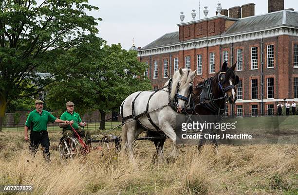 Shire horses Heath and Tom pull an antique horse drawn mower driven by Edward MacDowell and guided by Tom Nickson as they cut the meadow at...